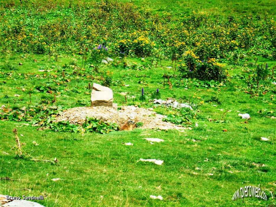 42 marmotta zona laghi.JPG